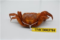 藏品(中型東方蟹)的圖片